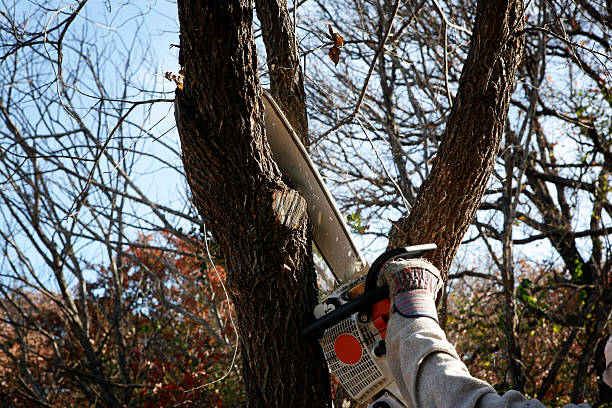 Professional Tree Removal Services in La Crosse, KS